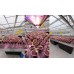 Професійний герметичний світильник CREE для теплиць PLANT GROW 150-90 Професійний герметичний світильник CREE для теплиць PLANT GROW 150-90